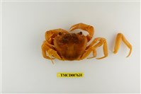 藏品(拉氏清溪蟹)的圖片